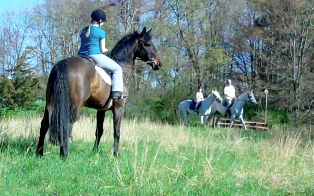 Miller, imported Irish Sport Horse, show jumper, hunter, eventer